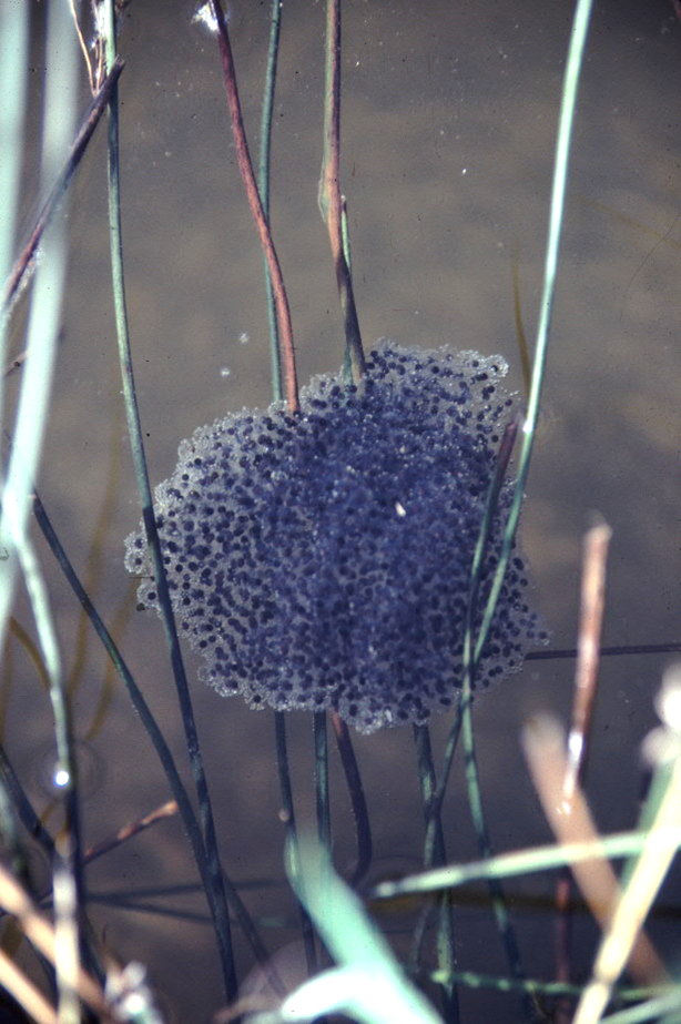 Ecology of the California Red-legged Frog program image